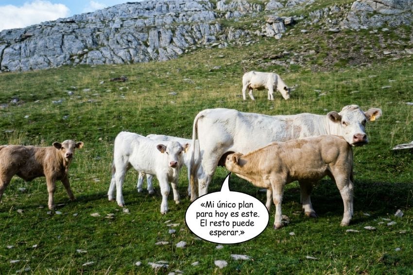 Ternero amamantando en el campo como metáfora de la importancia de parar a descansar antes de llegar al límite.