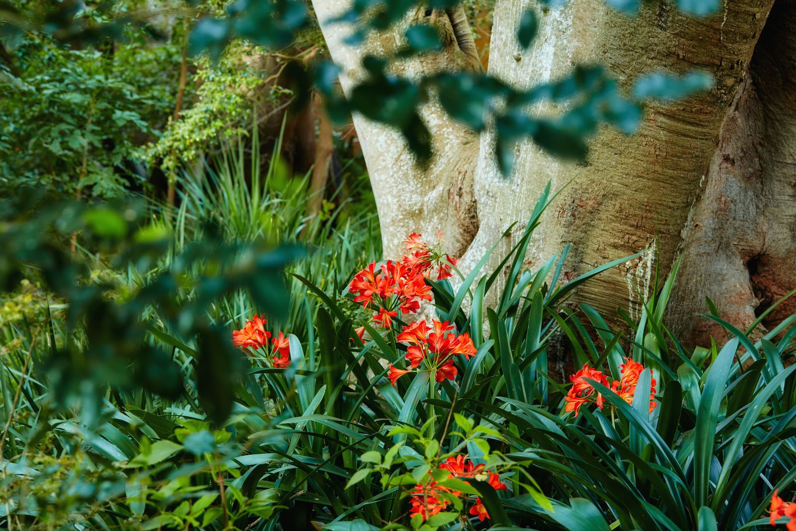Exploring Kirstenbosch National Botanical Garden