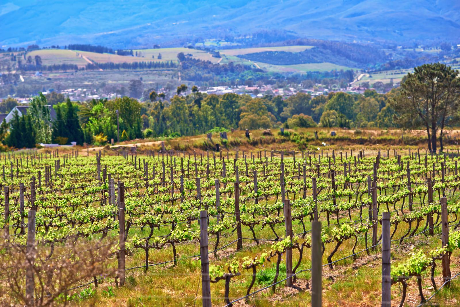 Wine tasting at renowned estates