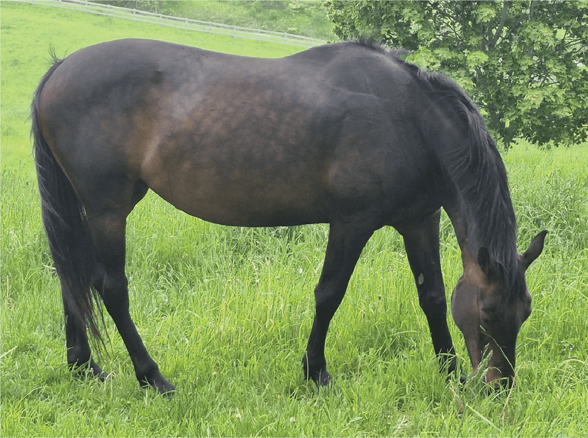 CC the horse grazing peacefully at Spirited Hooves, offering calm connection during FEEL® equine-assisted confidence-building sessions for youth