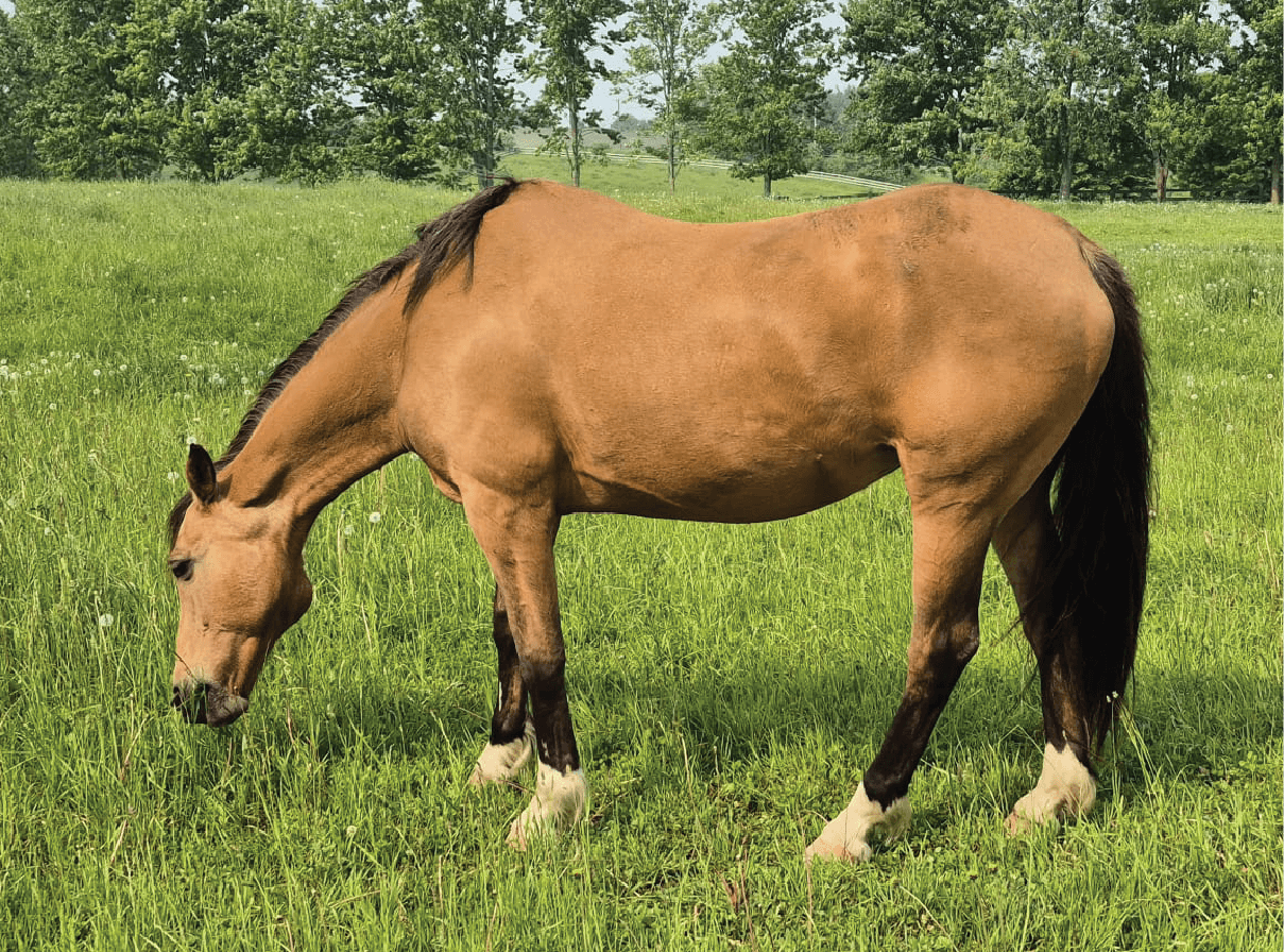 Daer the horse grazing in a peaceful green pasture at Spirited Hooves, supporting youth in FEEL® equine-assisted confidence and emotional growth session