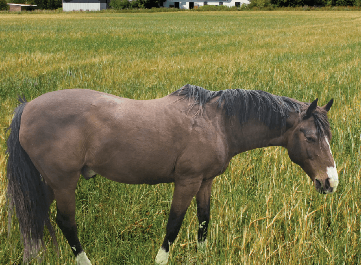 Elliot the horse standing peacefully in a sunlit field at Spirited Hooves, supporting youth through FEEL® equine-assisted confidence-building sessions