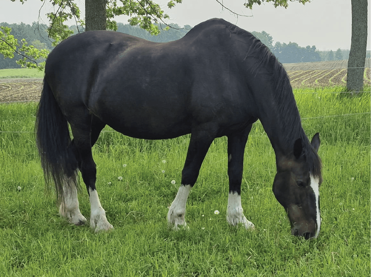 Bella the horse grazing peacefully at Spirited Hooves, helping teens build emotional confidence and calm through FEEL® equine-assisted sessions