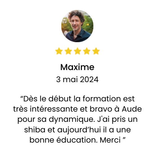avis client formation shiba inu