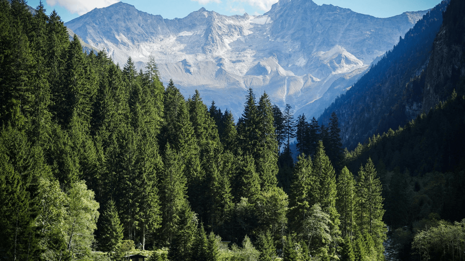 Forêt de sapins vue en plongée, symbole de nature préservée