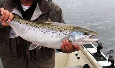 Foods That Lower Blood Pressure Quickly: Salmon