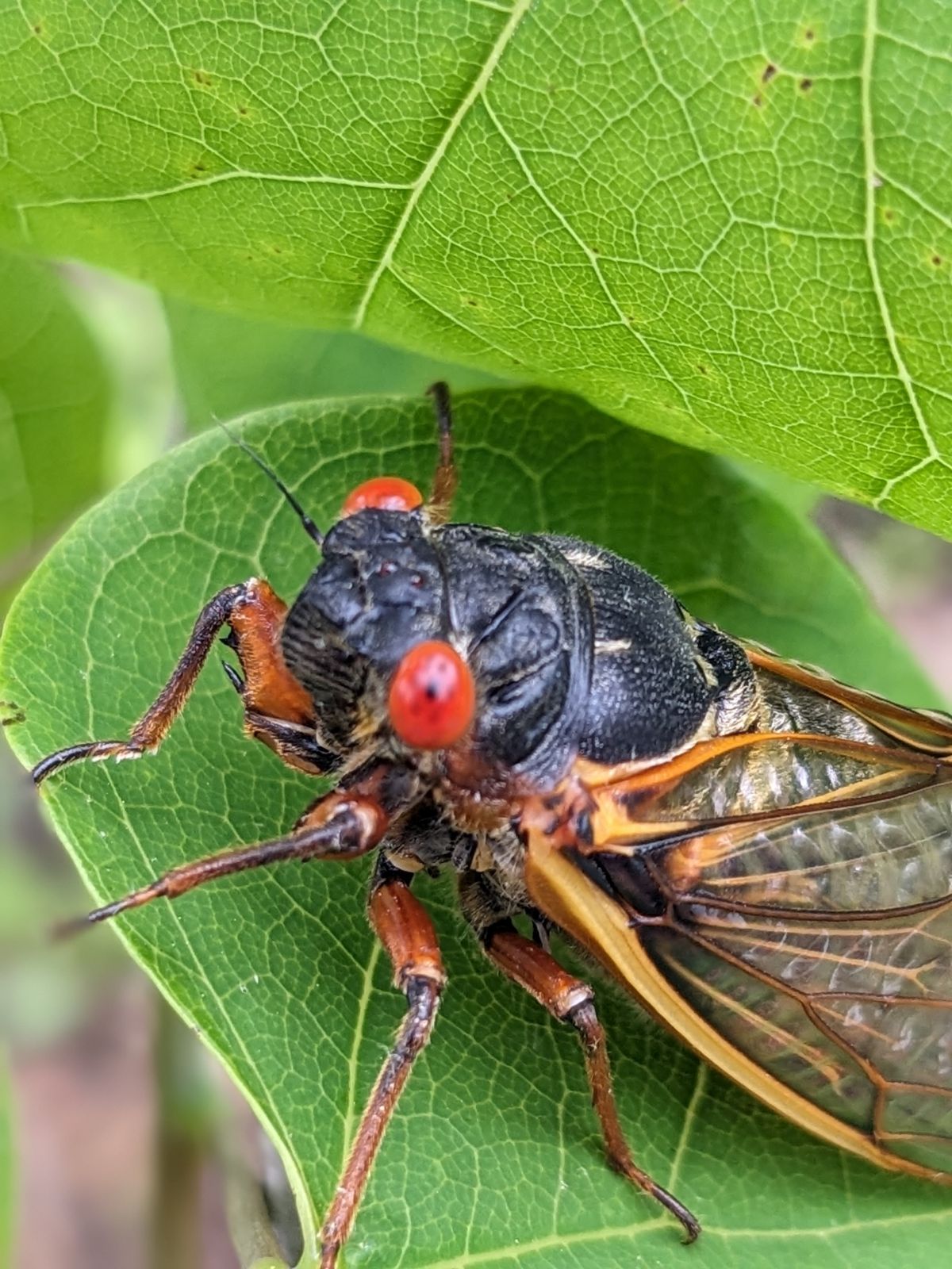 A close up view of 13-year periodical cicadas photographed in Missouri in early May 2024