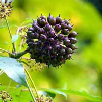 Sugar Defender Eleuthero