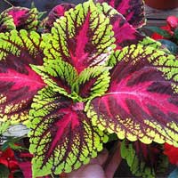 Sugar Defender Coleus