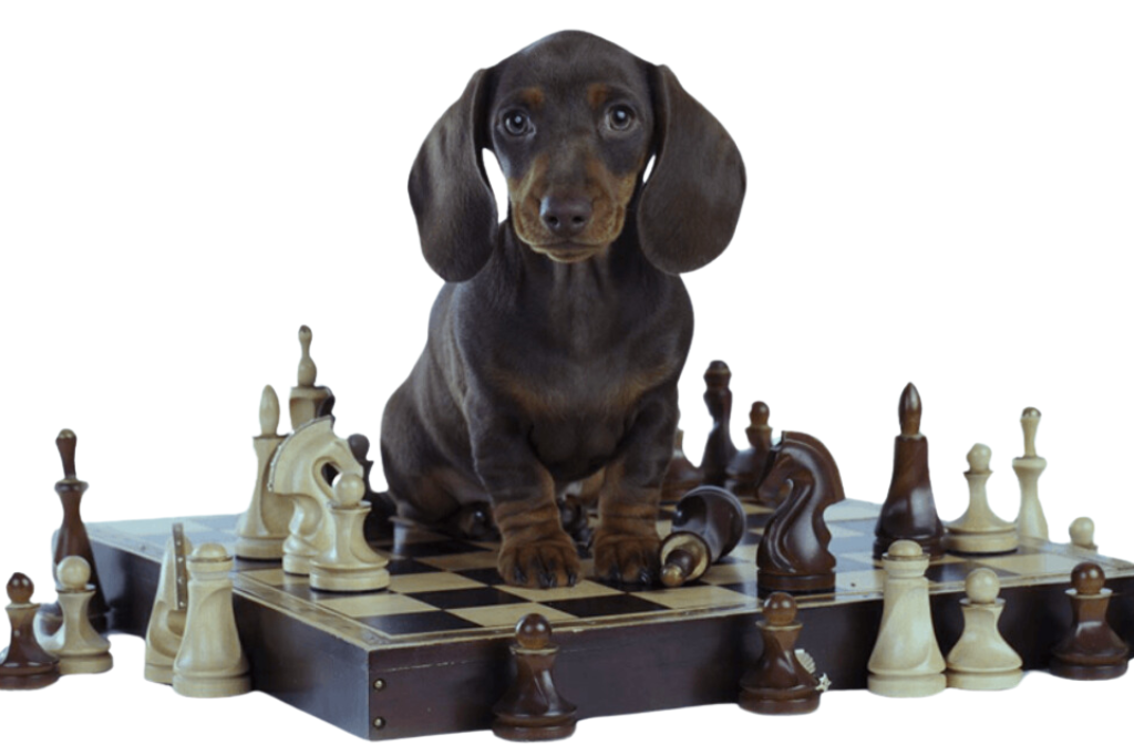Dog training