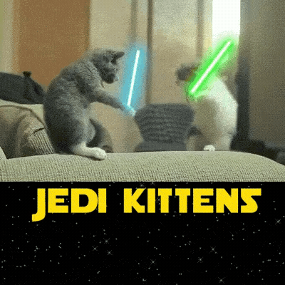 Jedi kittens