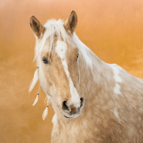 Cheval beige et blanc sur fond rose orangé, illustrant l’équicoaching comme méthode de développement personnel assistée par le cheval
