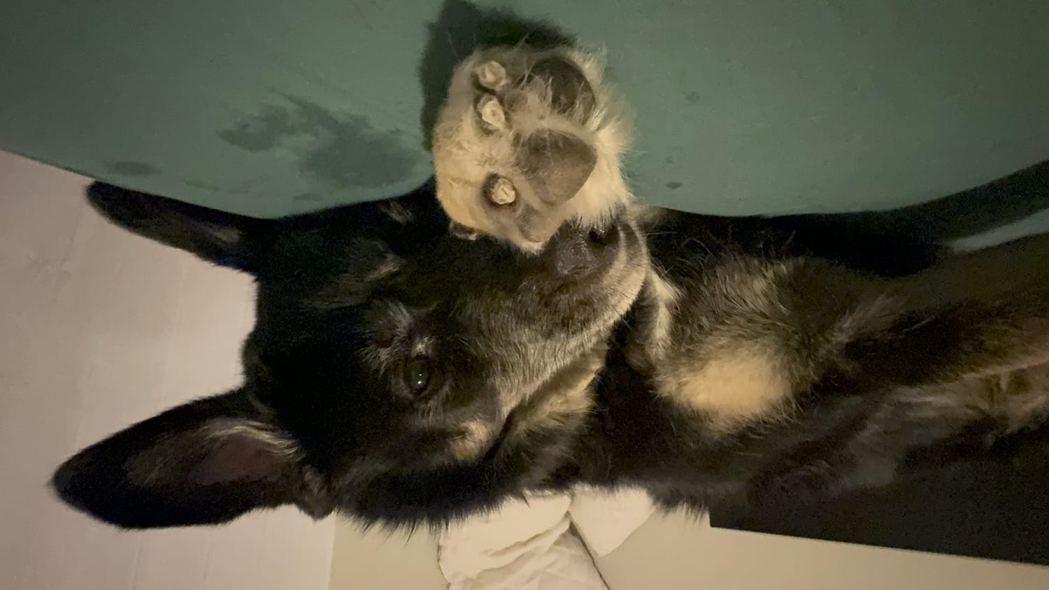 Photo of Anthony van