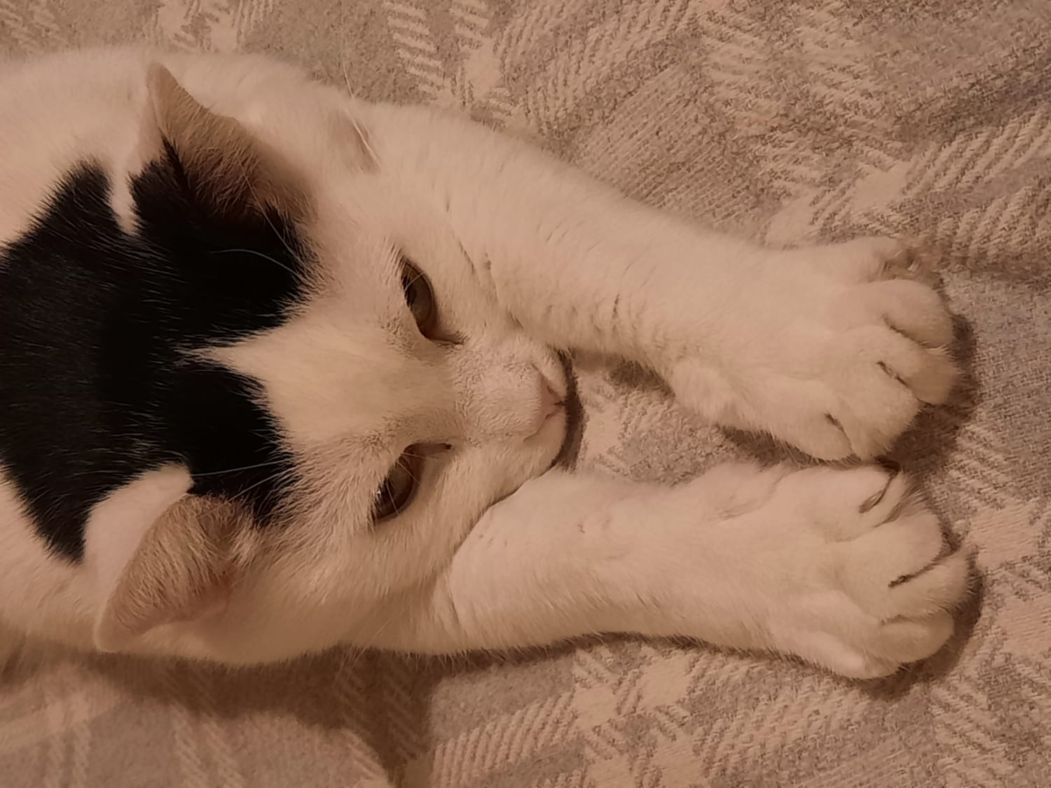 Cat named Taxi lying down with stretched white front paws and head resting on them, white face with black markings on top of the head, symbolizing empathy for animals