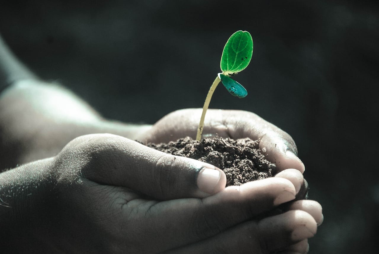 Hands holding soil with a growing plant, symbolizing empathy for nature and the planet