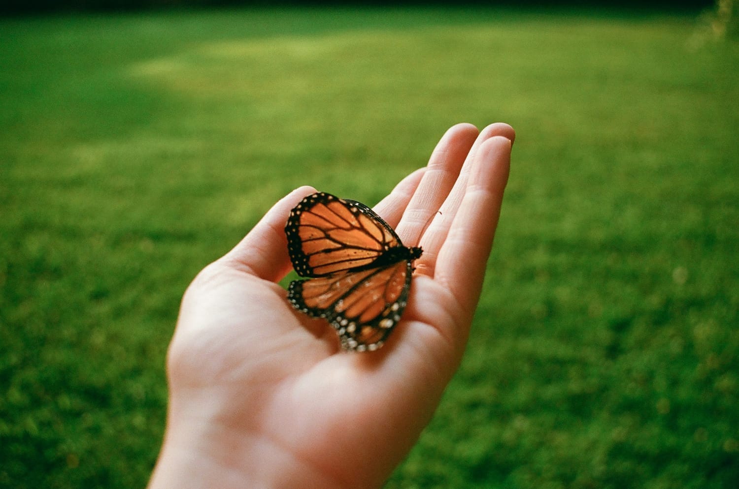 Butterfly resting in a hand, symbolizing the idea that a butterfly’s flap can cause a hurricane across the world, representing how acts of empathy can create far-reaching positive effects