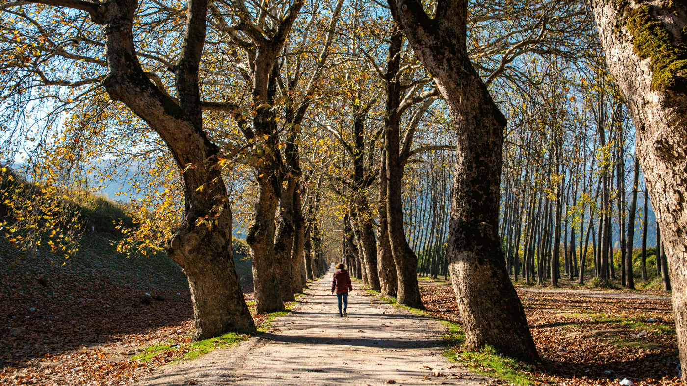 person who walks in the woods
