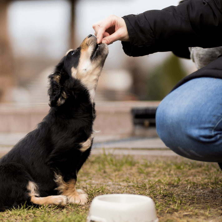 Tout sur la dépense chez le chien + 20 idées d'activités
