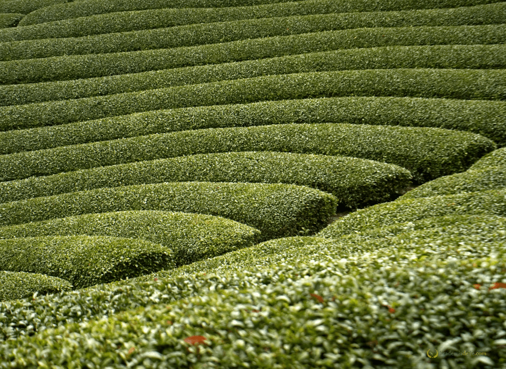Jardín de té japonés