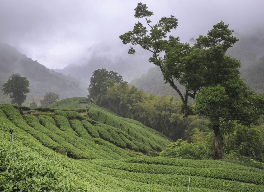 Jardín de té en Nantou Bagua (Taiwan)