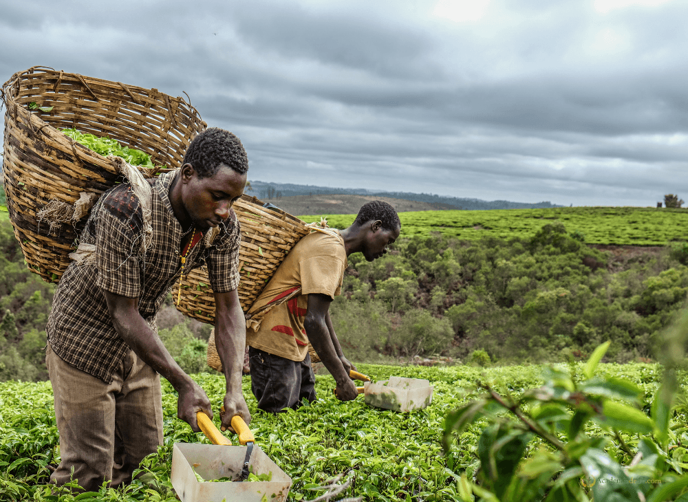 Jardín de té en Nantou Bagua (Taiwan)