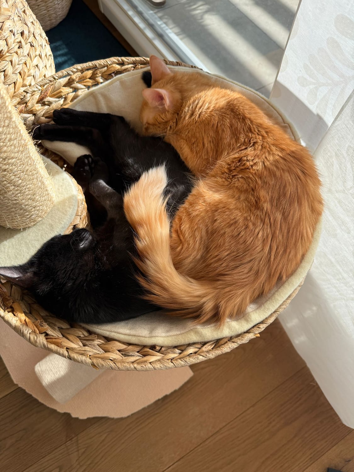 Chatons de Stéphanie