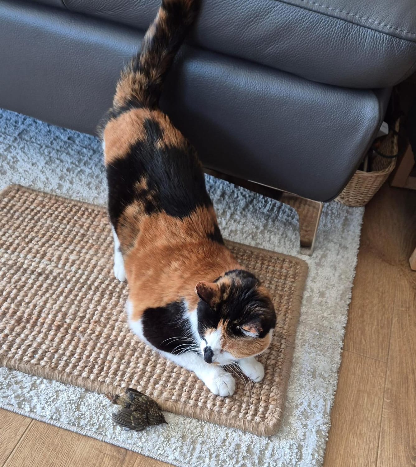 Lili la chatte