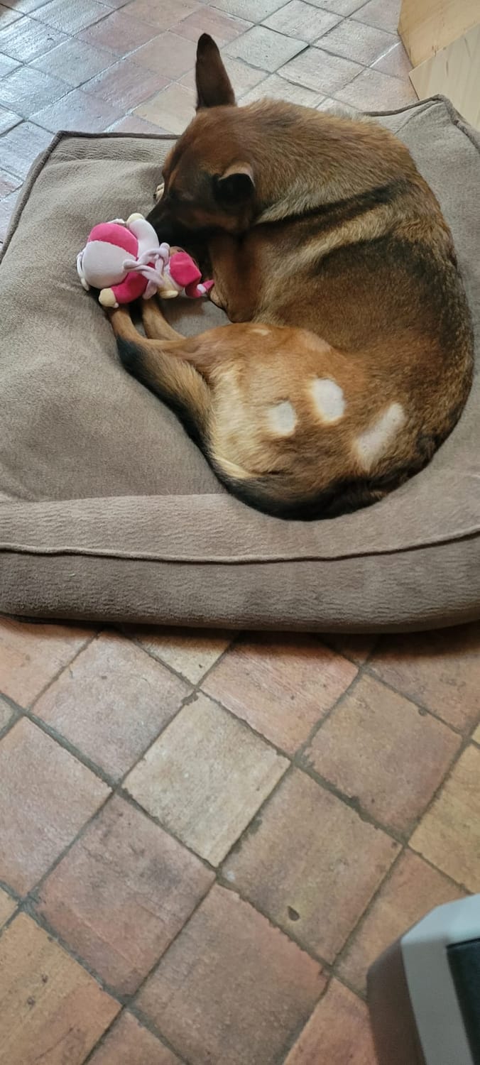 Golda au repos