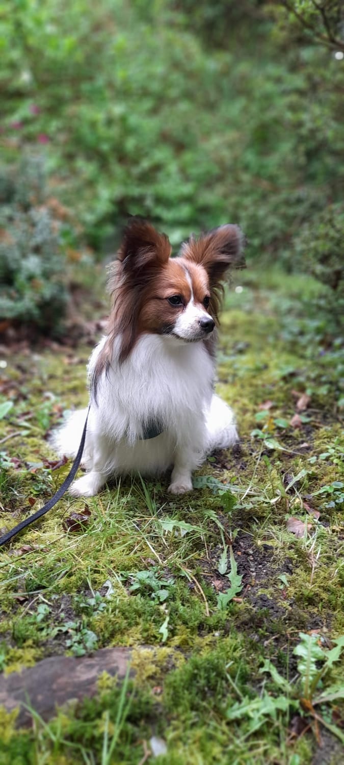 Daisy l'épagneul papillon