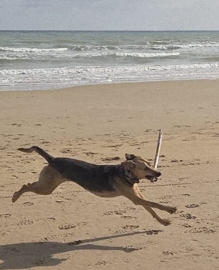 Chien courant sur la plage