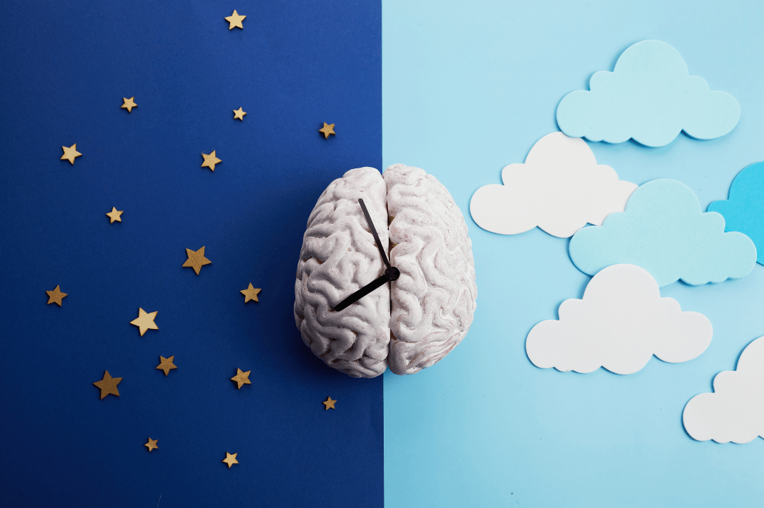 Circadian rhythms - brain 'clock'