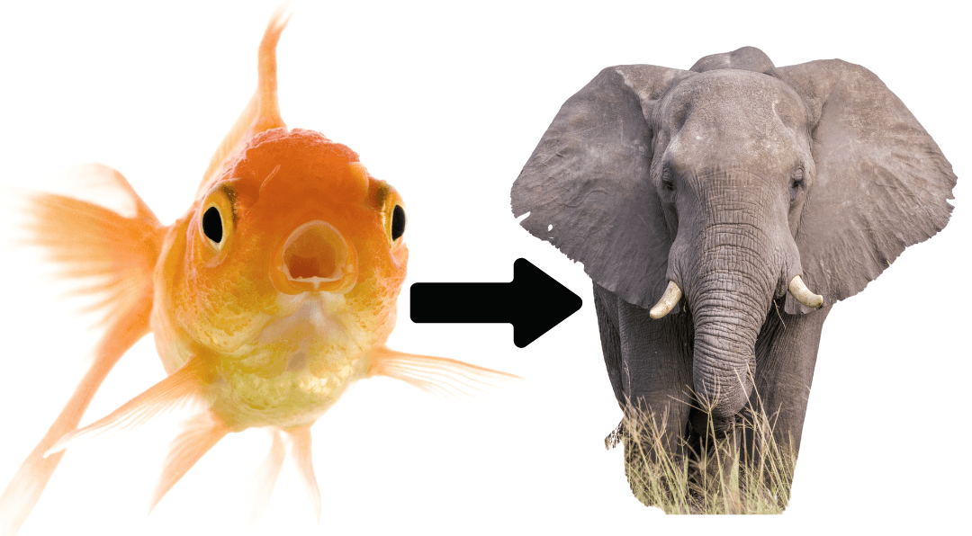 goldfish to elephant memory