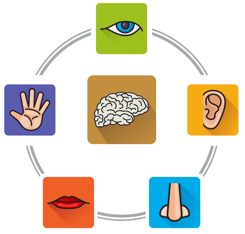 5 senses