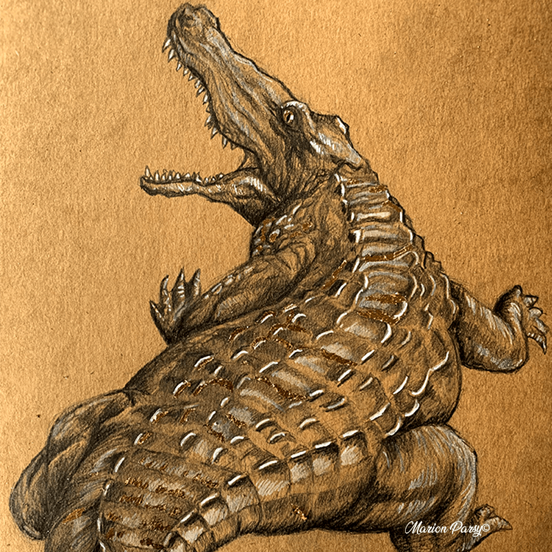 Portrait au dessin sur kraft d'un crocodile