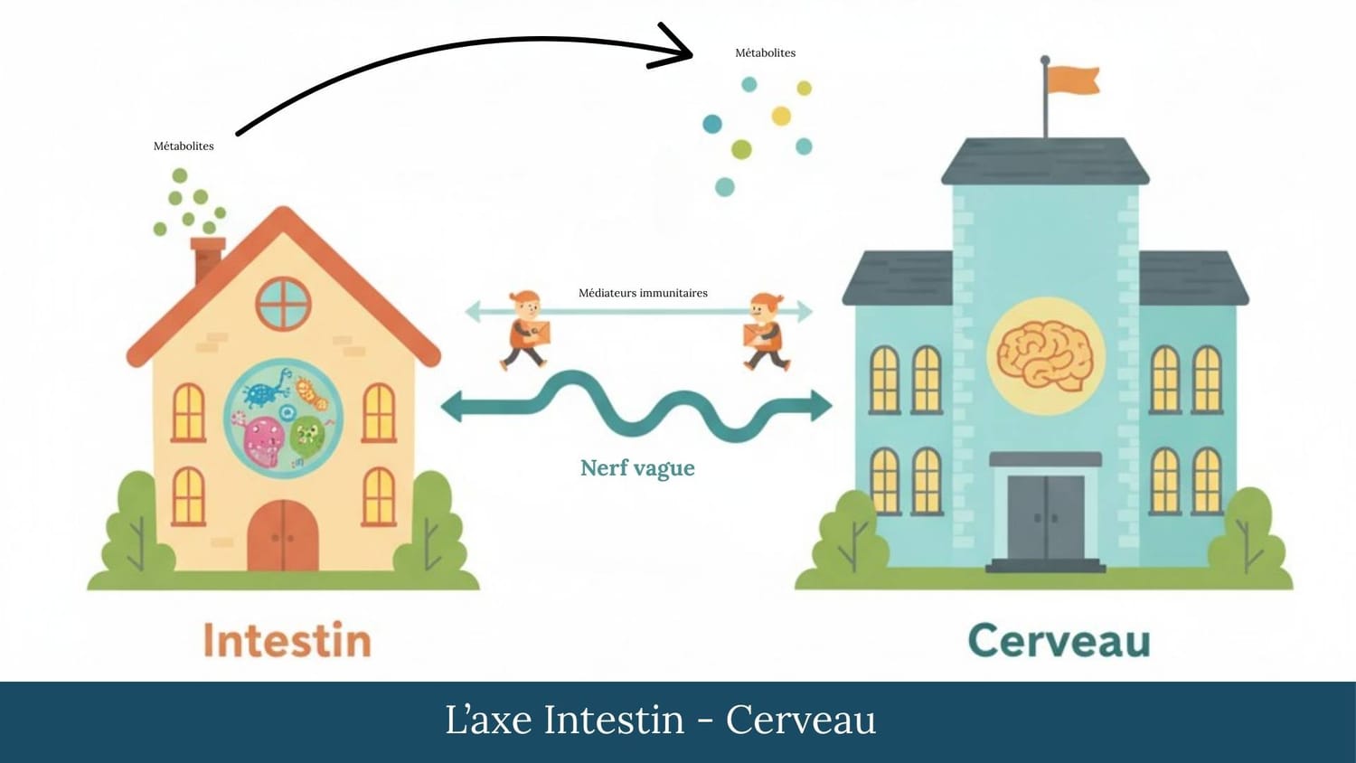 infographie axe intestin-cerveau nerf vague médiateurs immunitaires métabolites bactériens microbiome