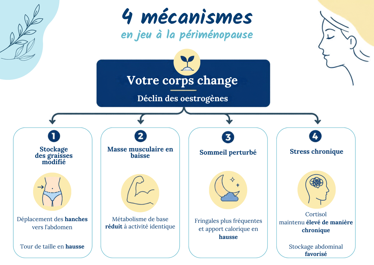 Schéma des quatre mécanismes de la prise de poids en périménopause : redistribution des graisses, perte musculaire, sommeil perturbé et stress chronique