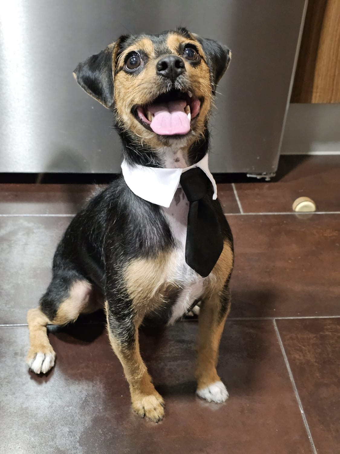 perrito negro y blanco sentado con una corbata graciosa