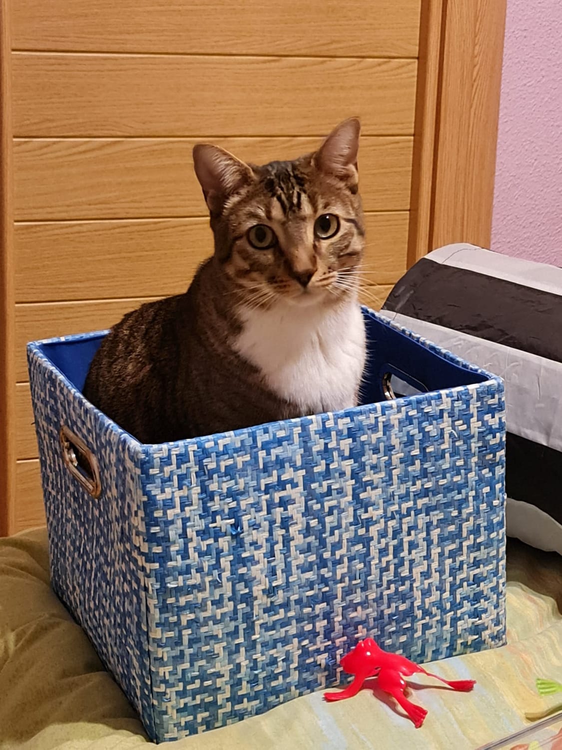 gato dentro de una caja