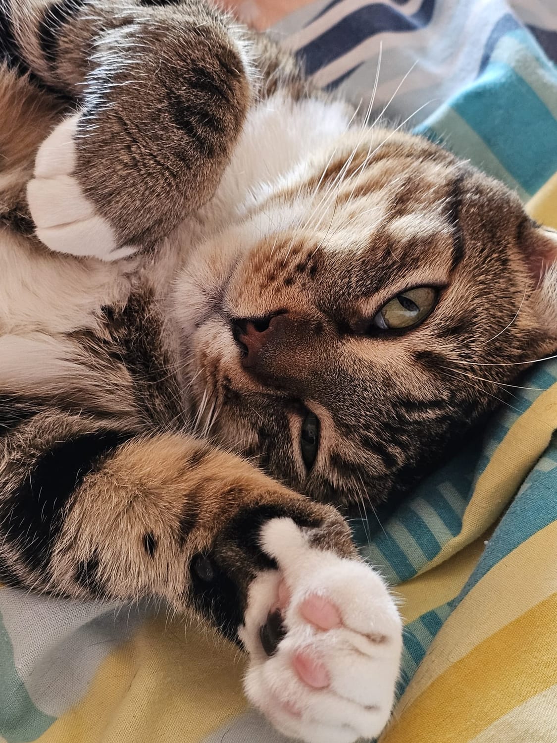cara de gatito con mirada dulce