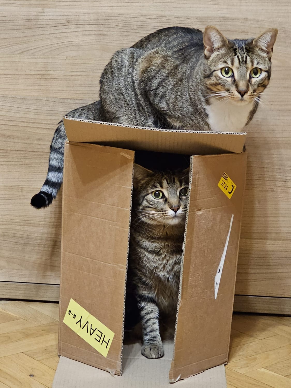 Un gato dentro de una caja de cartón y otro fuera