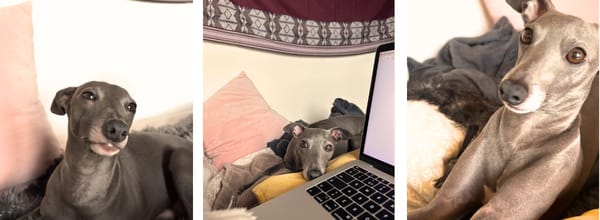 Sid the Italian Greyhound during his Dinner Mission, acting depressed, then pleading, and finally relentless