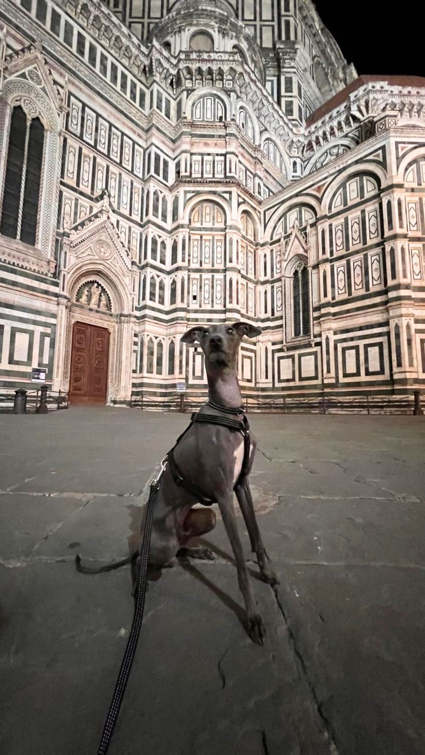 Sid the Italian Greyhound in his Florence in front of The Duomo