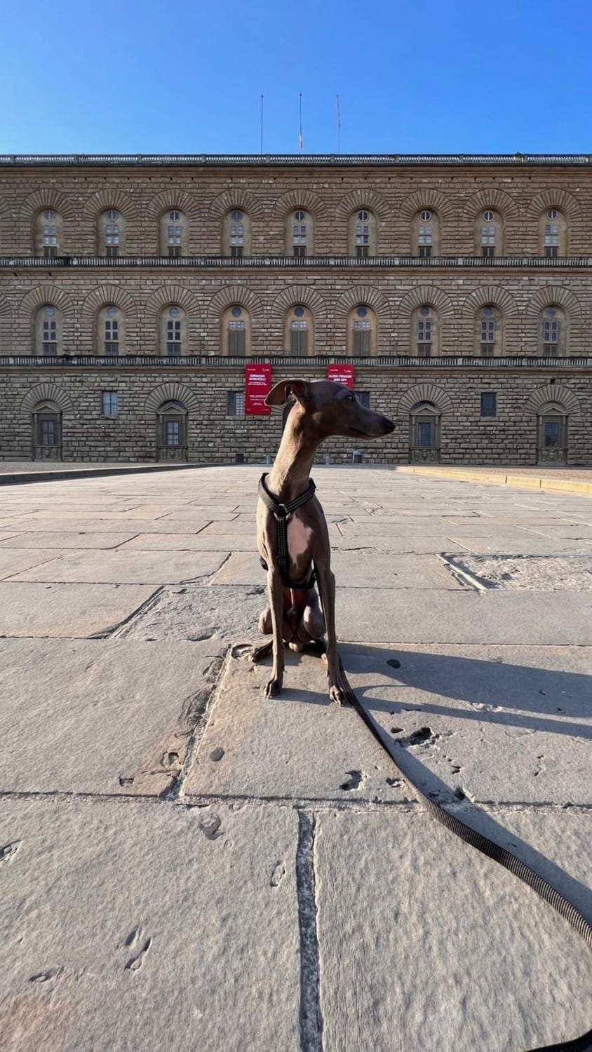 Sid the Italian Greyhound in his Florence in front of Palazzo Pitti
