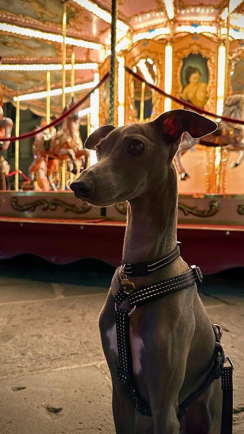 Sid the Italian Greyhound in his Florence in front of the merry go round at Piazza della Repubblica