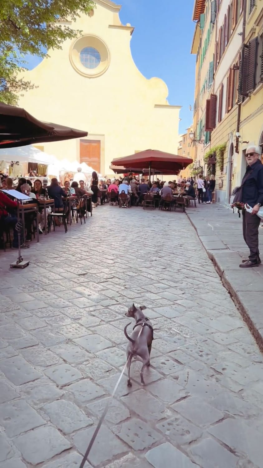 An Italian Greyhound strolling in Piazza Santo Spirito