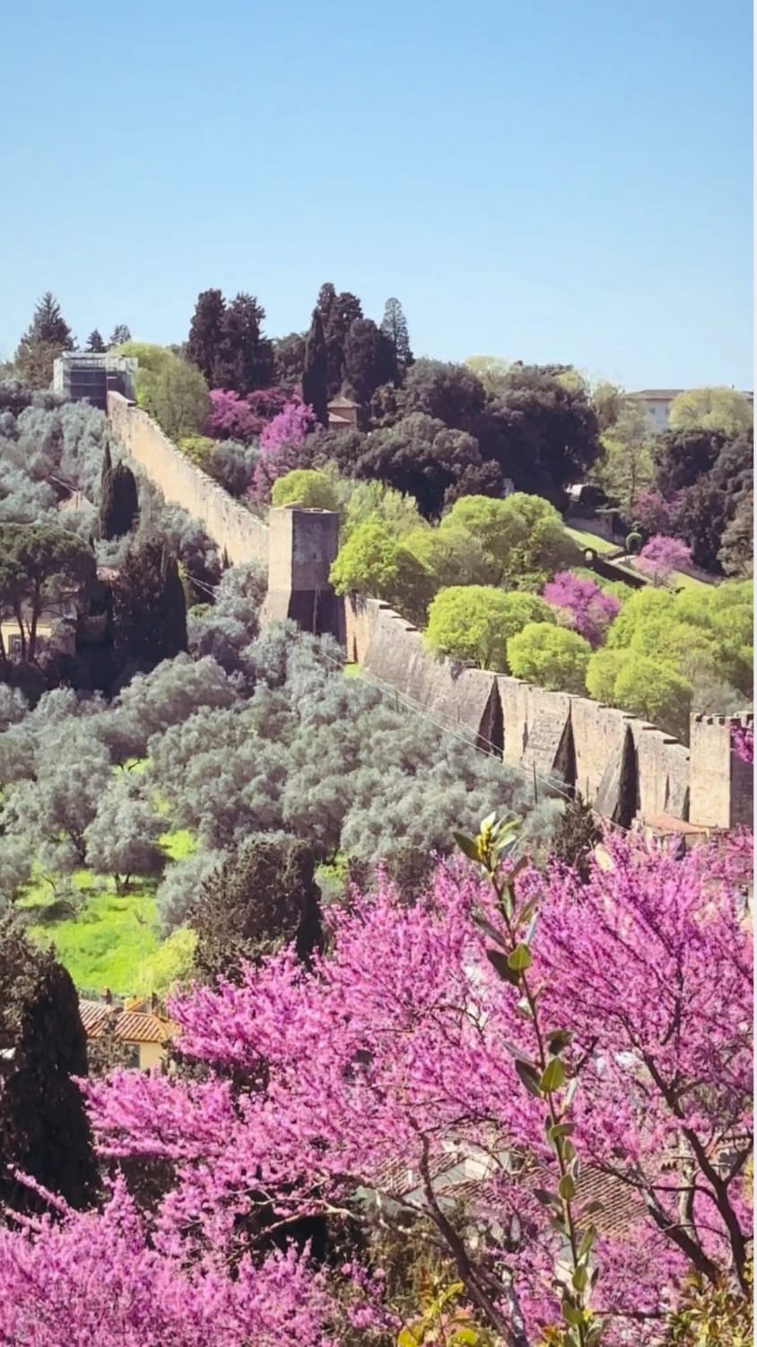 Cherry blossom and the view of the city wall beneath Forte Belvedere seen from Piazzale Michelangelo