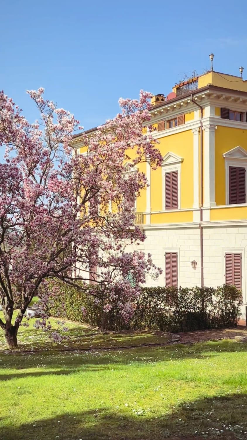 A magnificent Magnolia in peak blossom beside a beautiful yellow Italian villa