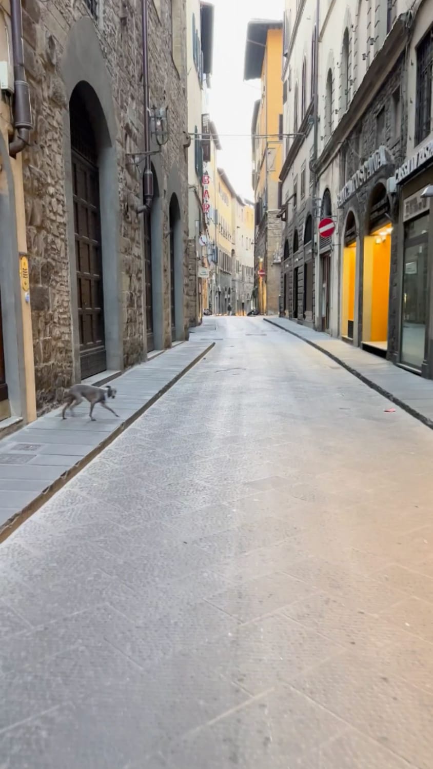 Sid the Italian Greyhound in his Florence , an early morning with empty streets.