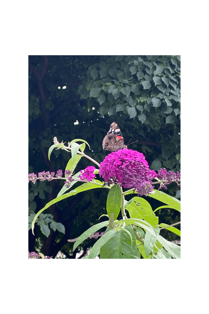 A beautiful butterfly on top of a magenta milkweed flower