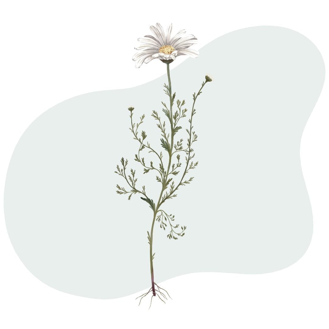 Produkt Mockup @Canva